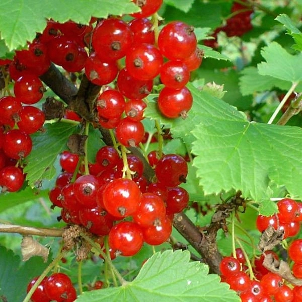 Смородина красная 'Памятная'